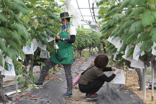 포도봉지 씌우기 농촌일손돕기 장면