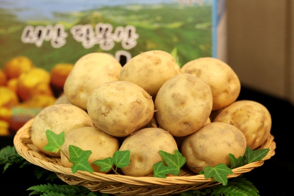 포슬포슬 ~ 서산팔봉산감자