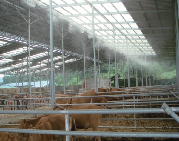 축사 내부와 가축의 피부 온도를 낮추기 위해 안개처럼 물을 뿌리는 미스트 장치나 스프링클러를 자동으로 작동하고 차광막도 자동으로 닫아 복사열을 차단