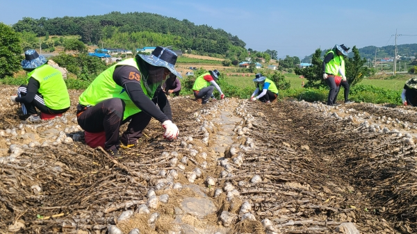 충남농협과 농협서산시지부 직원들이 애써 지은 마늘밭에서 마늘주대를 제거하며 수확철 일손돕기에 나섰다.