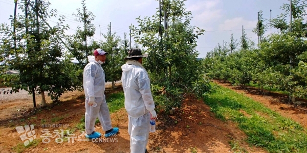 예산군농업기술센터가 농림축산검역본부, 충남농업기술원과 함께 합동예찰을 실시하는 모습