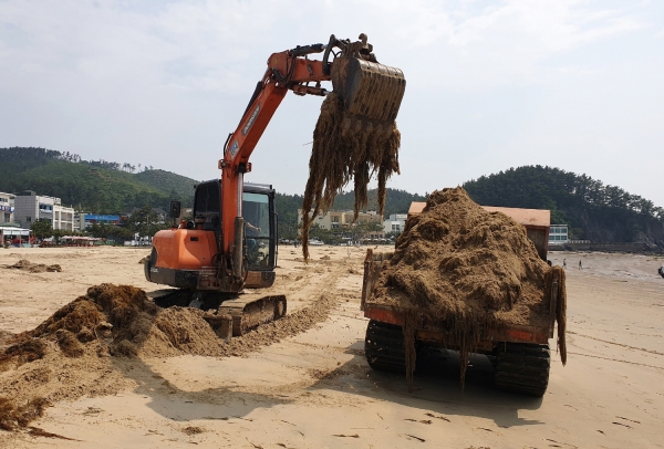 이달 초 연포해수욕장에서 ‘괭생이모자반’을 수거하는 모습.