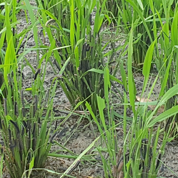 대호지면 사성리 일대 멸강나방 유충피해