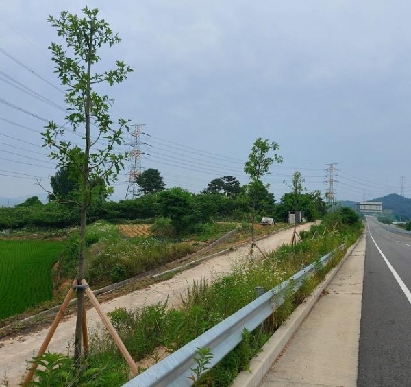 대왕참나무 가로수