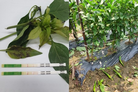 고추)바이러스 진단키트 검사 사진과 고추)바이러스로 인해 낙과된 사진