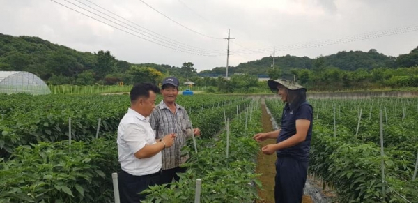 농업기술센터 한종권 소장이 배수로가 잘 정비된 청양읍 정좌리 김사정 씨의 고추밭에서 여름철 관리요령을 안내하고 있다.