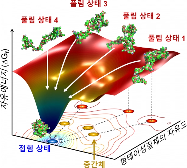 사이토크롬 단백질의 접힘 과정 모식도