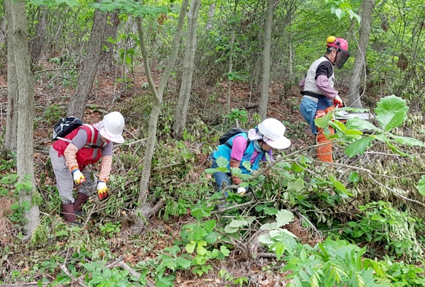 ‘숲가꾸기 사업’ 모습.