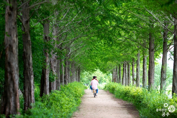 비대면 여행코스 - 메타세쿼이아길 자전거