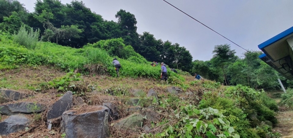 풀베기 작업 모습