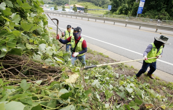농어촌도로 등 주요도로 280km 가로수 주변 칡덩굴 제거