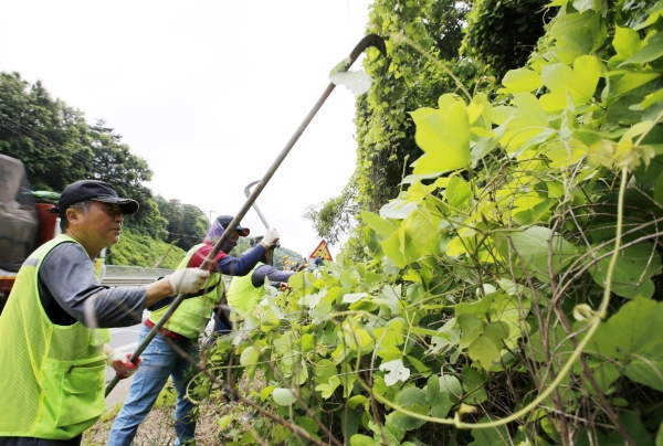 농어촌도로 등 주요도로 280km 가로수 주변 칡덩굴 제거