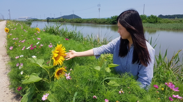 원북면 간척지 꽃길 조성