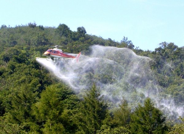 마산면 군간리 등 밤나무를 집단적으로 재배하는 지역에 대해 항공방제