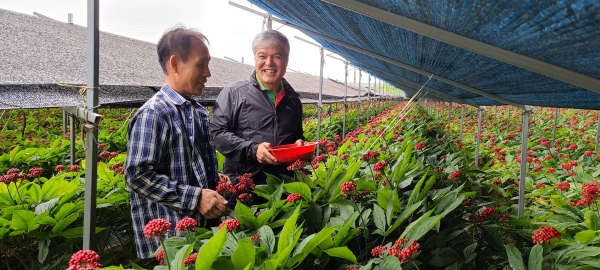 문정우 금산군수가 부리면 평촌리 인삼포를 방문해 인삼딸을 수확하고 있다.