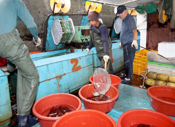 지난 21일 신진도항 오징어 채낚기 어선이 잡은 오징어 활어.