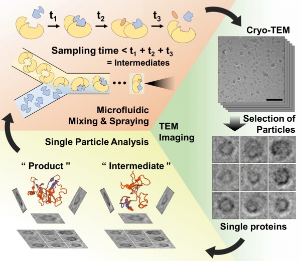 시분해능 기반 초저온투과전자현미경 분석 개략도