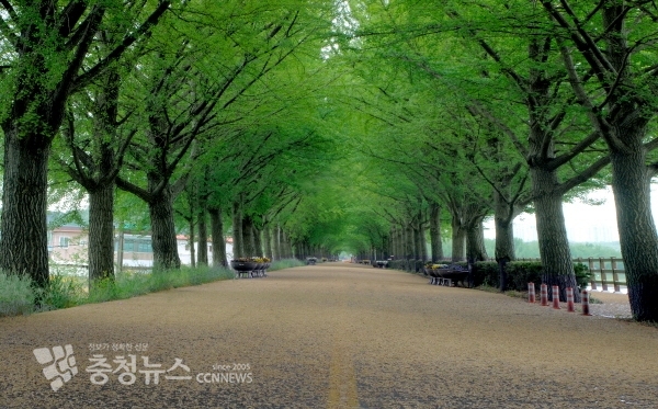 아산 현충사 은행나무길
