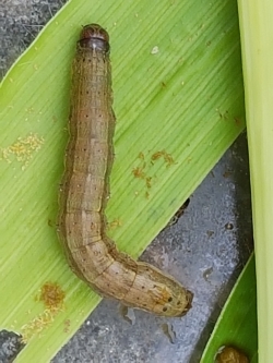 열대거세미나방 유충