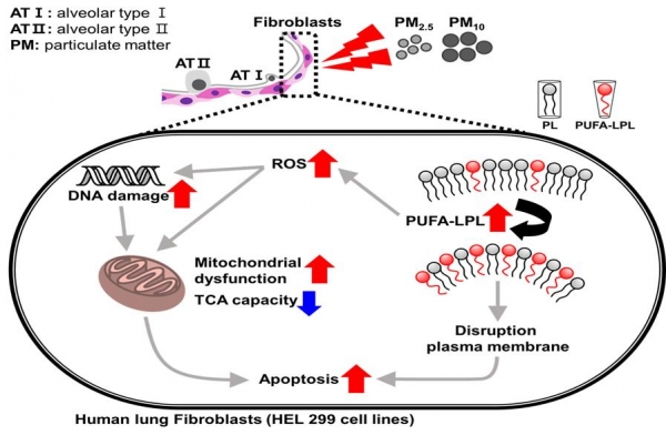 미세먼지가 지질체에 미치는 영향 모식도