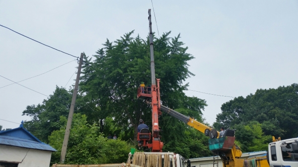 주택가 인근 위험수목을 제거하고 있다.