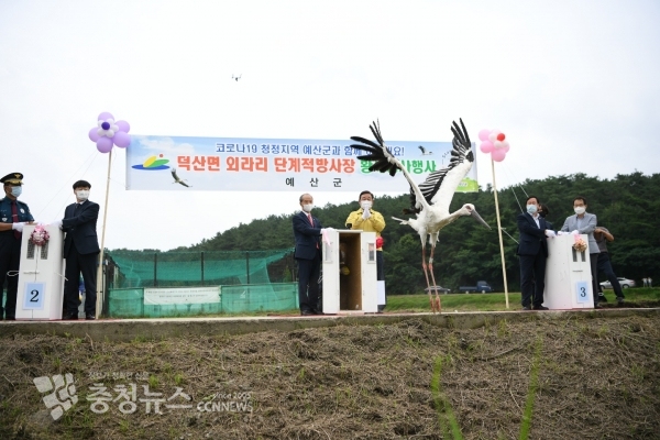 외라리 단계적 방사장 황새 방사행사에서 황새가 힘차게 날아오르는 모습