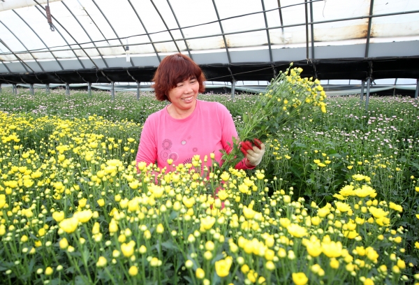 태안읍 상옥리의 한 국화농가.
