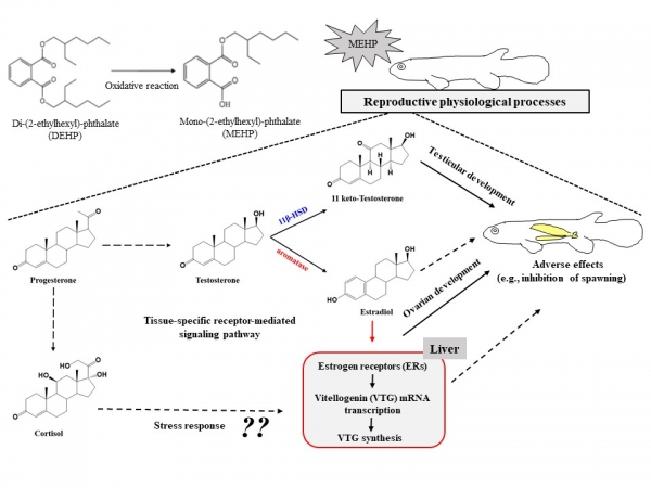 내분비계장애물질 대사체의 유해성 파악 모식도