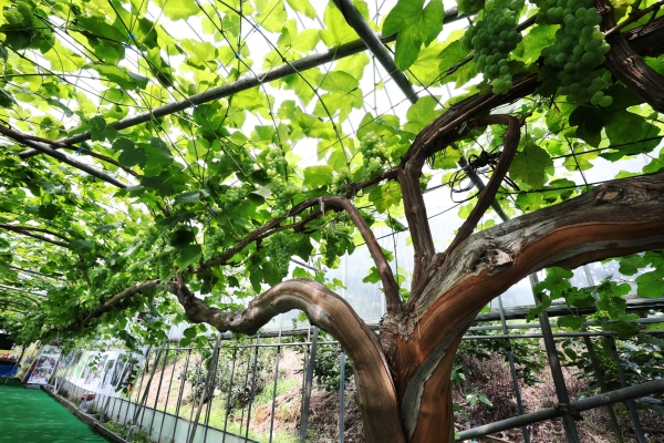 줄기만 100m에 이르는 청수 품종의 포도나무