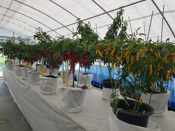 청양군  31일부터 5일간 세계고추전시관 운영