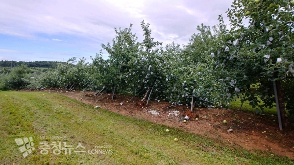 집중호우 및 강풍 피해를 입은 삽교읍 표세형 씨 과수 농가의 모습