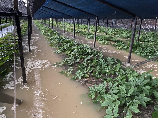 금산군 부리면 평촌리 피해 모습