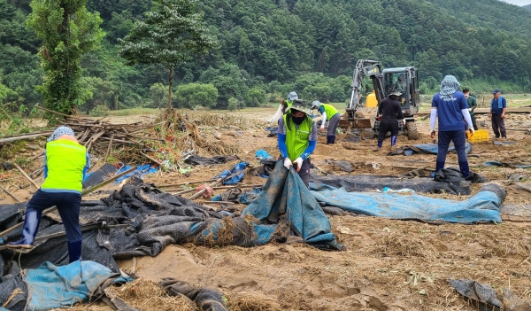 12일 농촌지원단을 구성해 현장 지원에 나서 인삼지주목과 차광막제거 작업으로 피해농가 지원