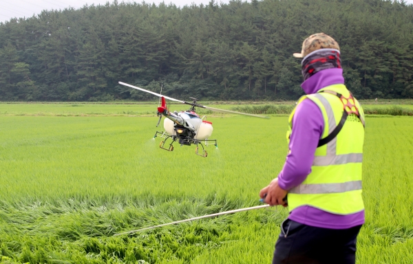 벼 드론항공방제 모습