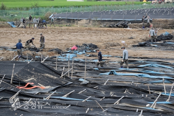 인삼밭 수해 복구
