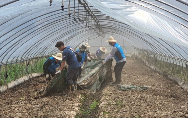 충남 예산 수해피해 수박재배농가 지원 봉사 모습