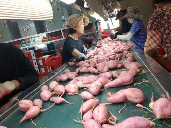 호박 고구마 수확 및 선별작업 사진