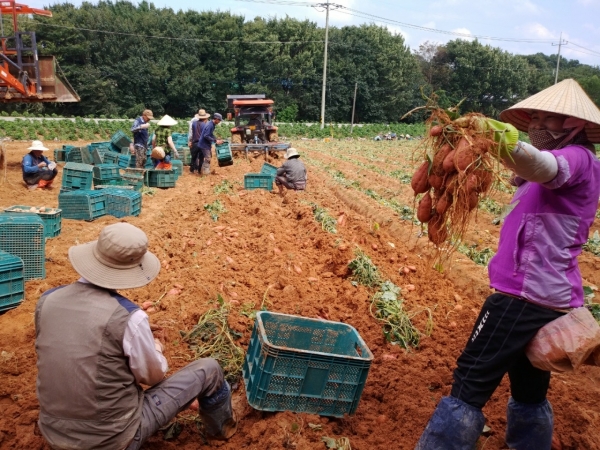 호박 고구마 수확 모습