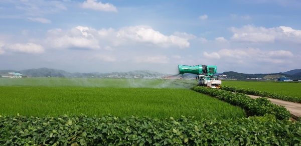 벼 병충해 방제 작업을 하고 있다.