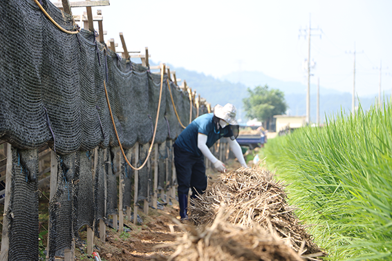 금산경찰서 이연형 서장이 금산 인삼재배지 수해피해 지역에서 복구 작업을 돕고 있다.