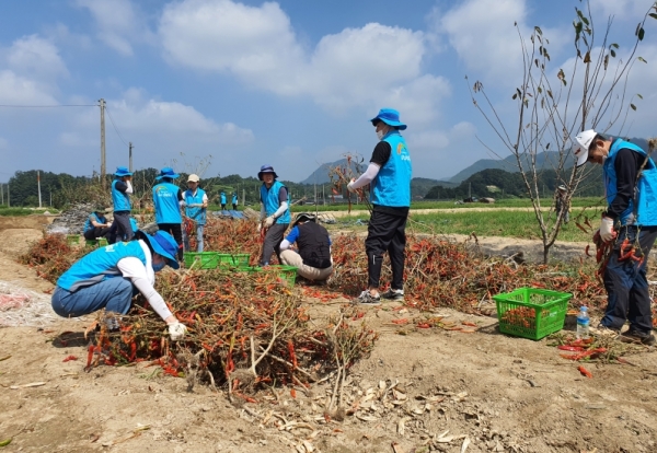 농어촌공사직원들이 수해입은 농작물을 급히  채취하고 있다