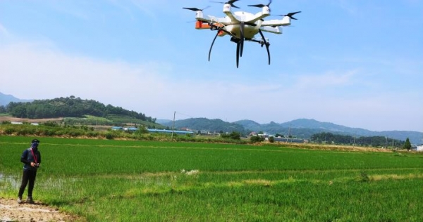 벼 드론 긴급 방제장면