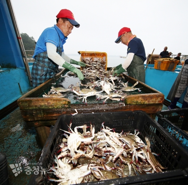 사진은 21일 오전 근흥면 채석포 위판장 모습.