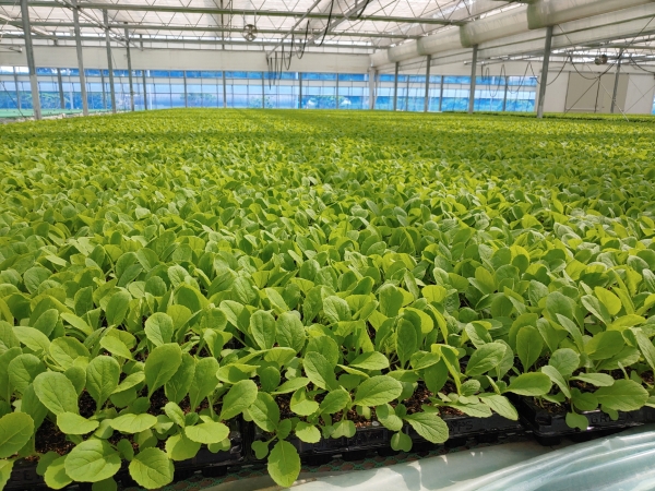 양군  김장용 배추 우량모종 100만주 공급