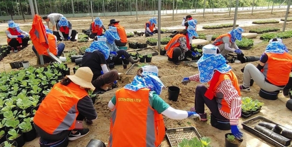 대전농협 임직원 및 농가주부모임 대전연합외 회장단이 수해 복구 작업을 돕고 있다.