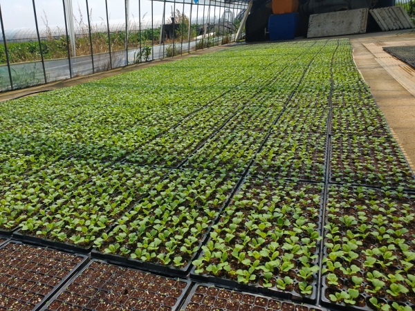 배추 육묘중 사진