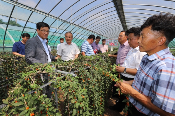 한국 대표 한약재 ‘청양구기자’  수확 모습