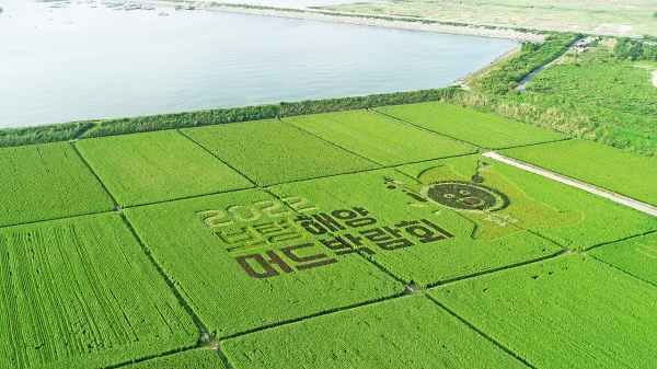 보령해양머드박람회 유색벼 논그림 장면