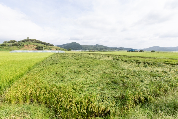김돈곤 청양군수 태풍 '바비' 피해지역 긴급점검 모습