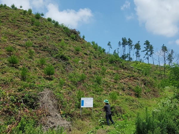 남일면 산림 조림지